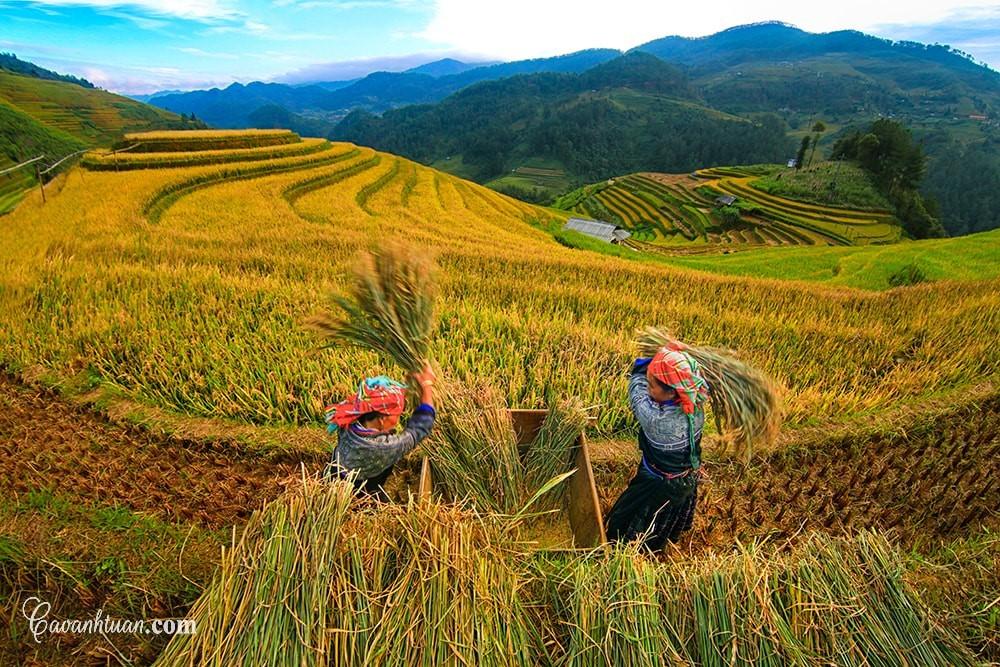 Vẻ đẹp lao động của người dân nơi đây