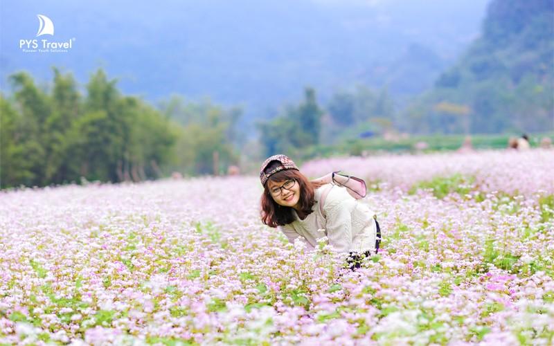 hoa tam giác mạch Hà Giang tháng 11