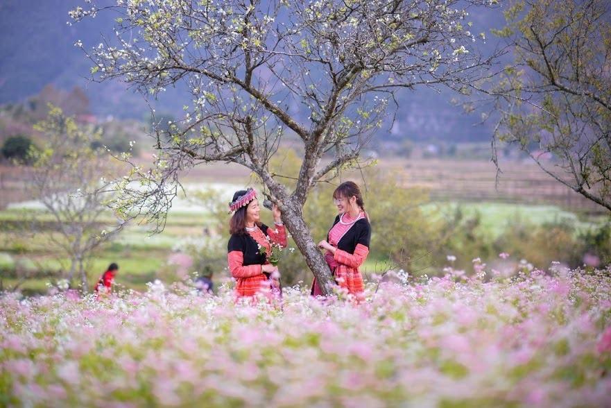 du lịch mộc châu mùa tam giác mạch,mùa hoa tam giác mạch mộc châu