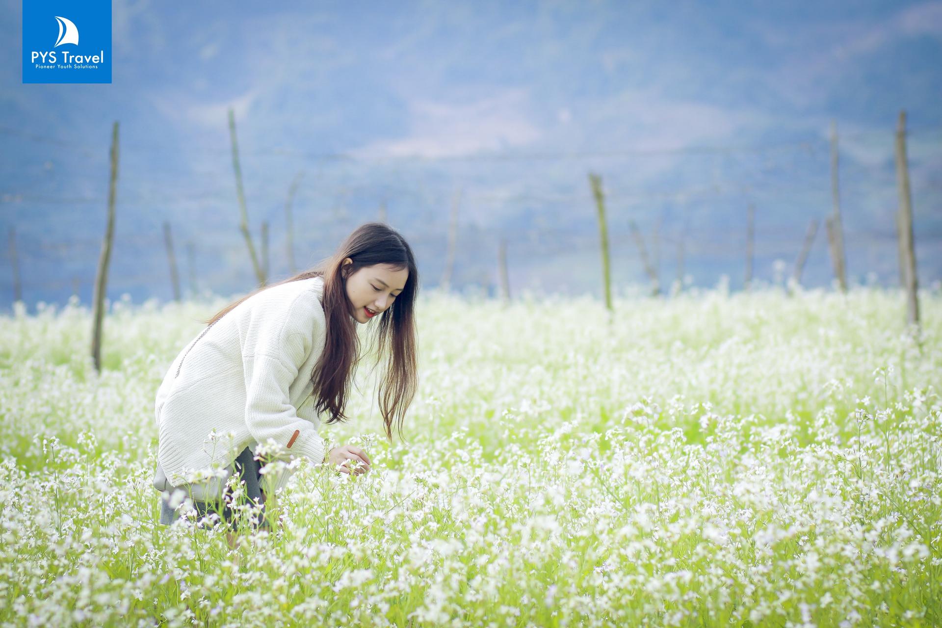 Tiết trời sang đông, Mộc Châu lại đón mùa hoa cải, hoa mận tạo thành thiên đường trắng.