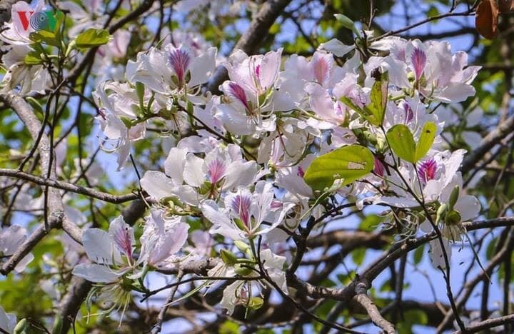 Điện Biên mùa hoa ban