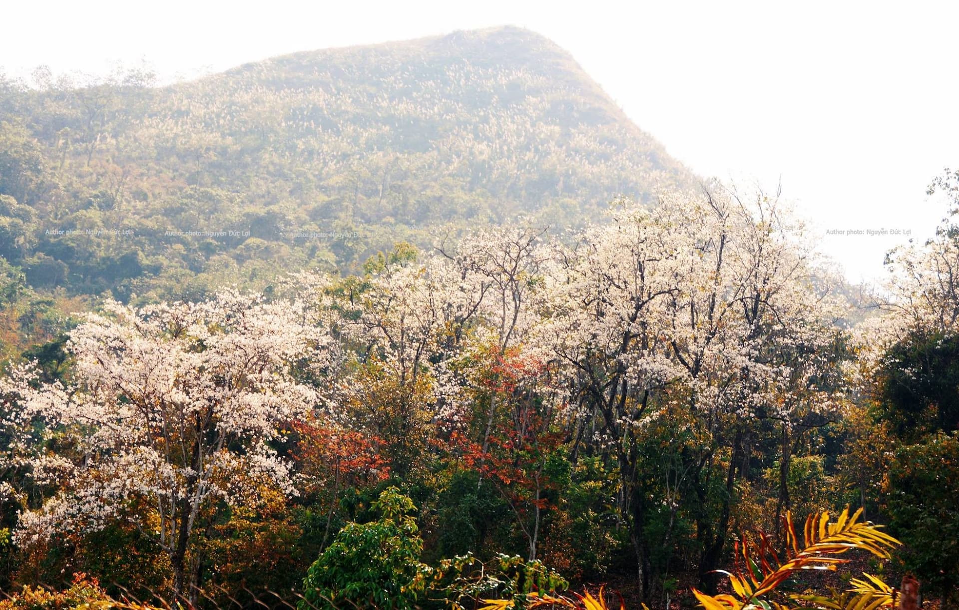 Điện Biên mùa hoa ban
