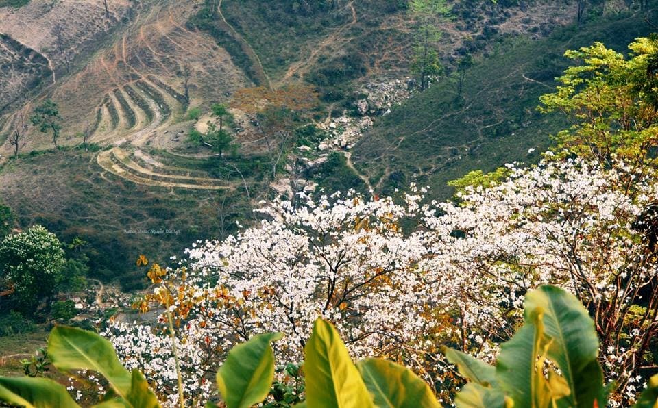 Điện Biên mùa hoa ban