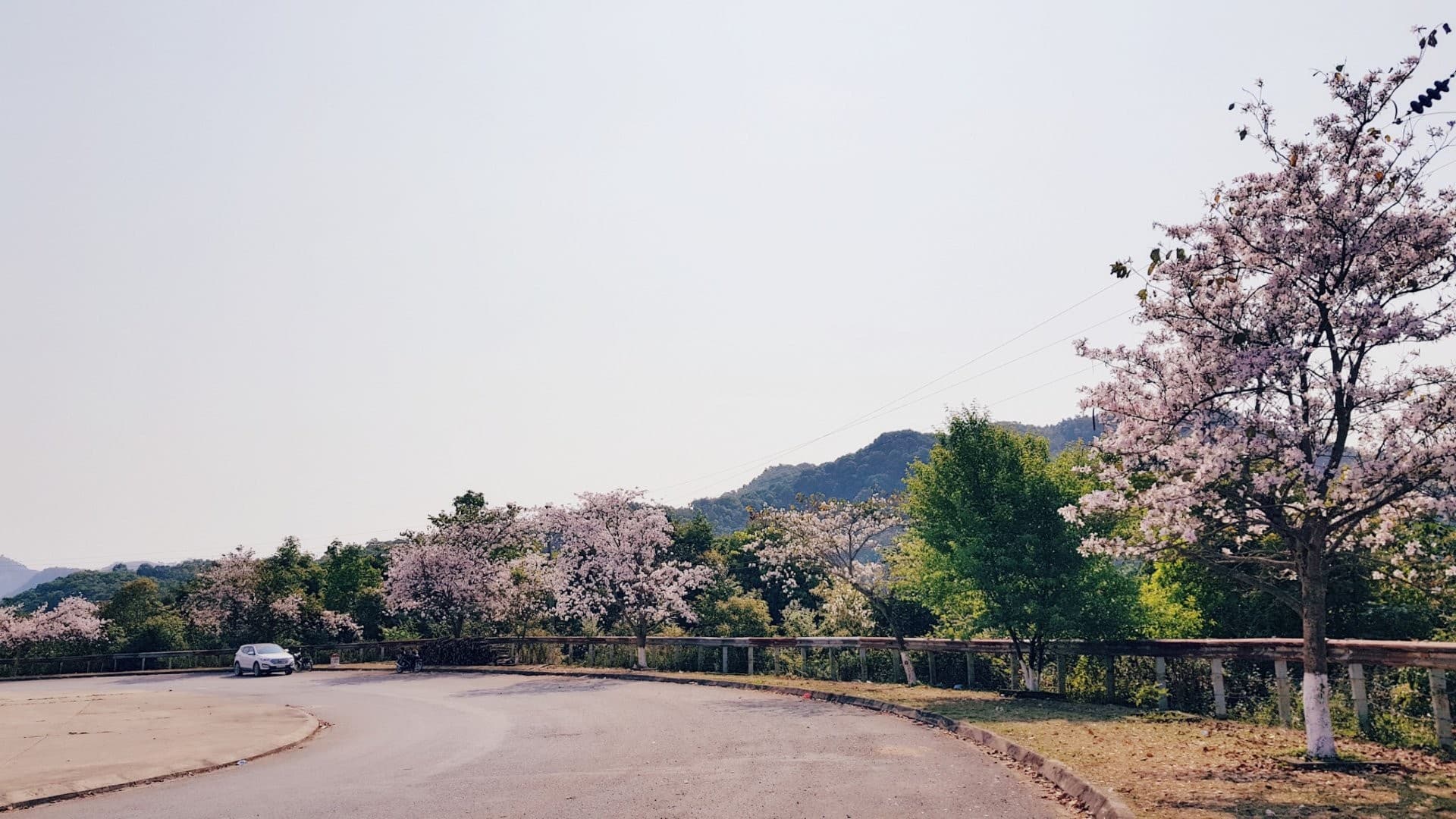 Lễ hội hoa ban Điện Biên