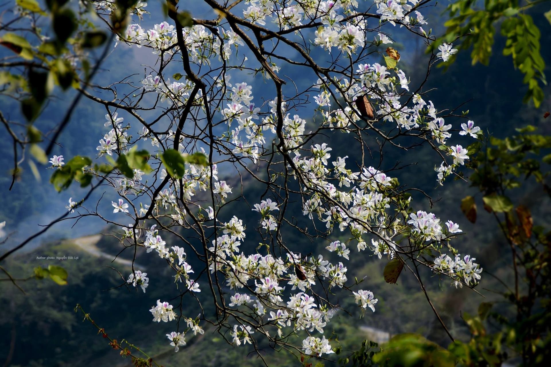 Điện Biên mùa hoa ban