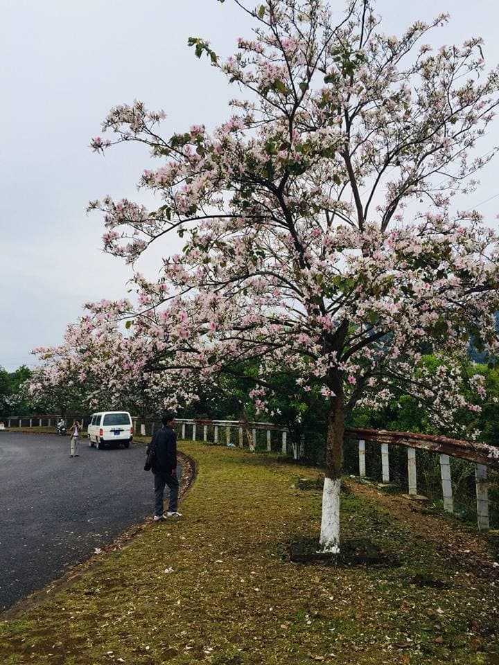 Điện Biên mùa hoa ban