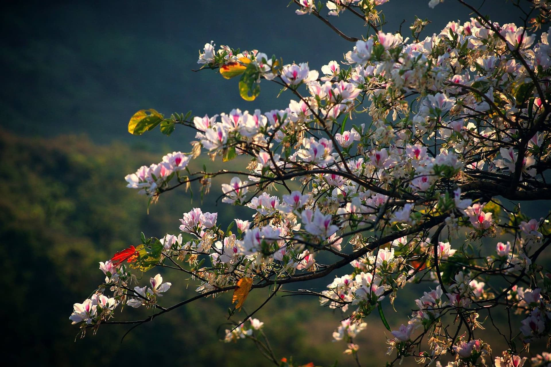 Điện Biên mùa hoa ban