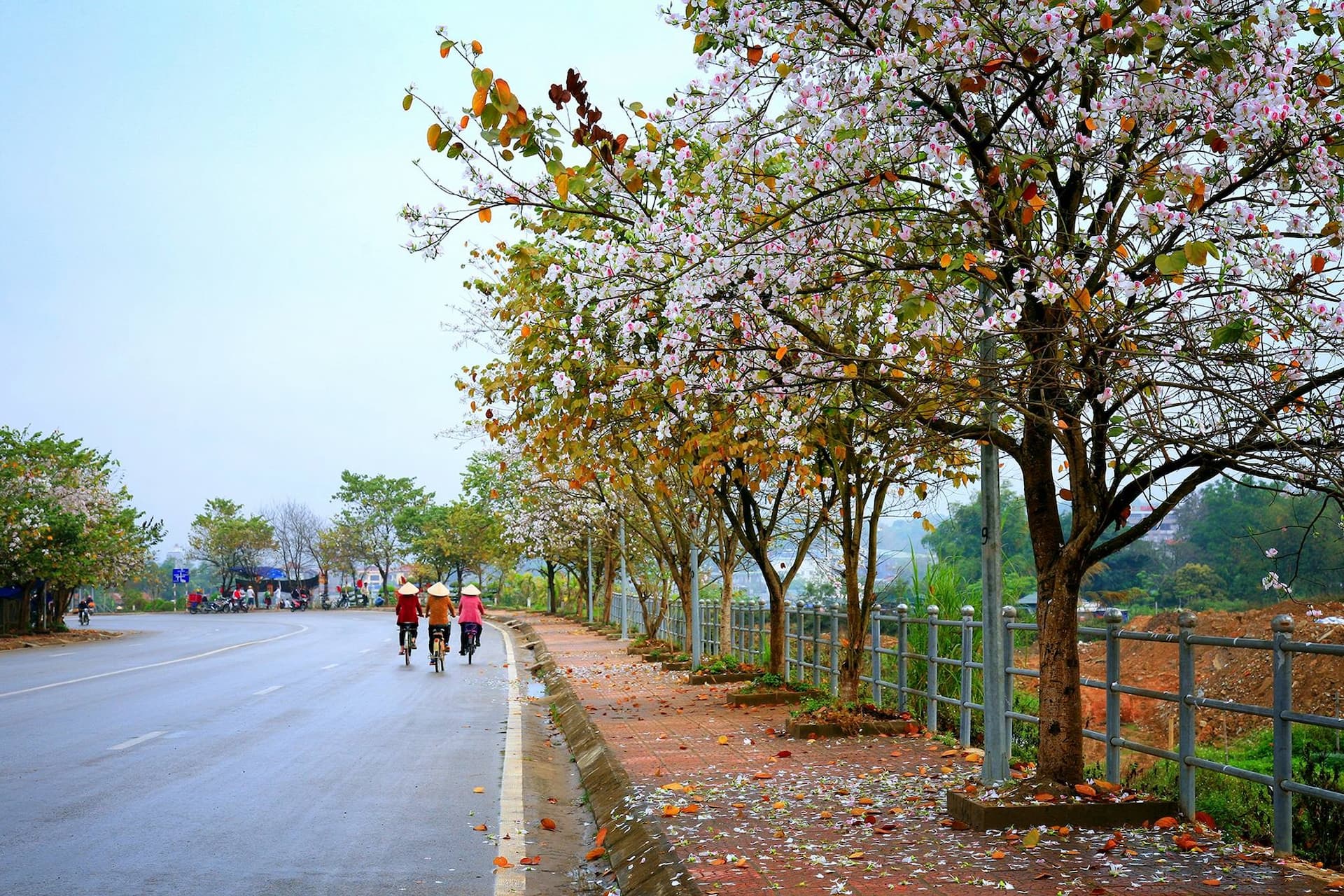 Điện Biên mùa hoa ban