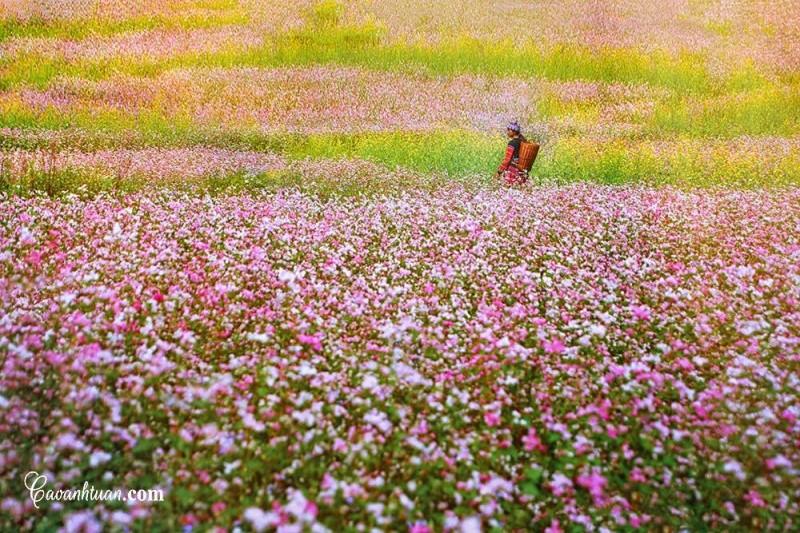 hoa tam giác mạch