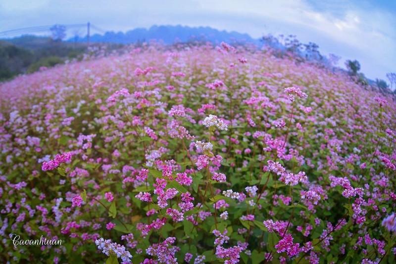 rừng hoa tam giác mạch ở hà giang