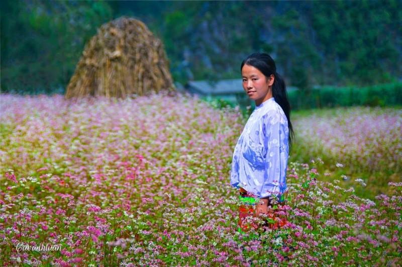 hoa tam giác mạch