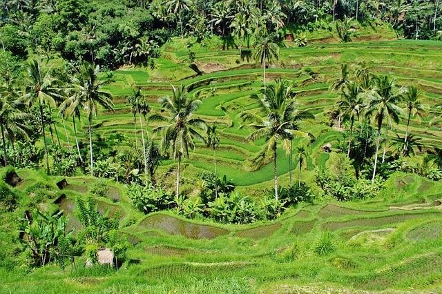 anh 1 bali co gi choi 1.jpg