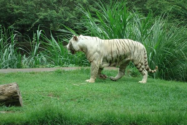 kham-pha-thien-nhien-hoang-da-tai-cong-vien-bali-safari-marine-park-2.jpg