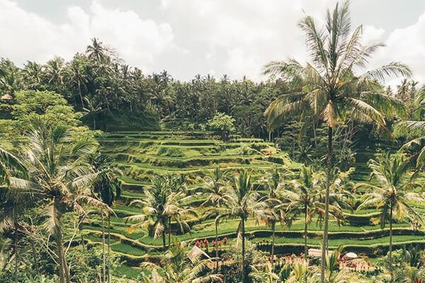 Cánh đồng lúa Tegallalang