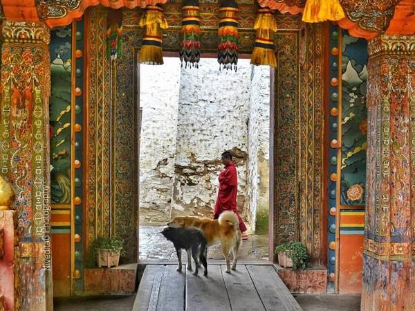 Bhutancotuviengi05.jpg