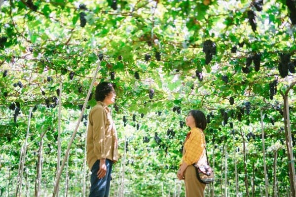 Những chùm nho căng mọng tại vườn nho Thái An