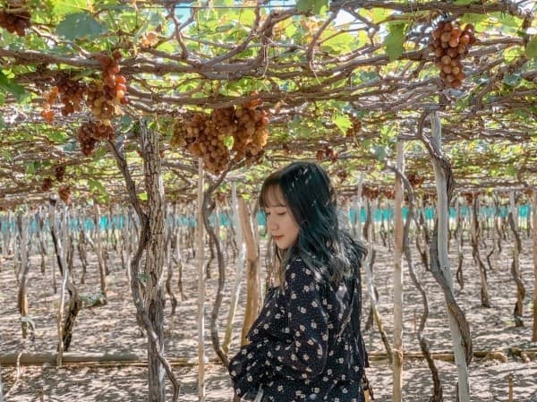 Lưu lại khoảnh khắc đáng nhớ tại vườn nho Thái An 