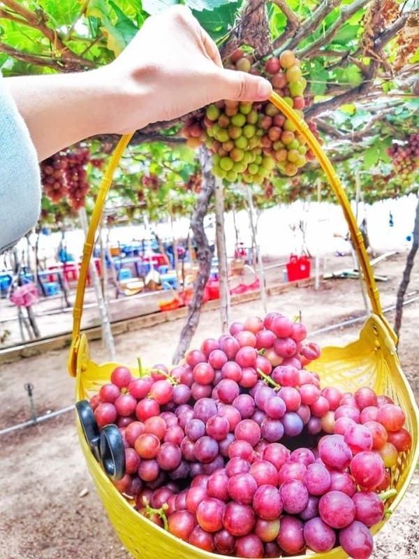 Lưu lại khoảnh khắc đáng nhớ tại vườn nho Thái An 