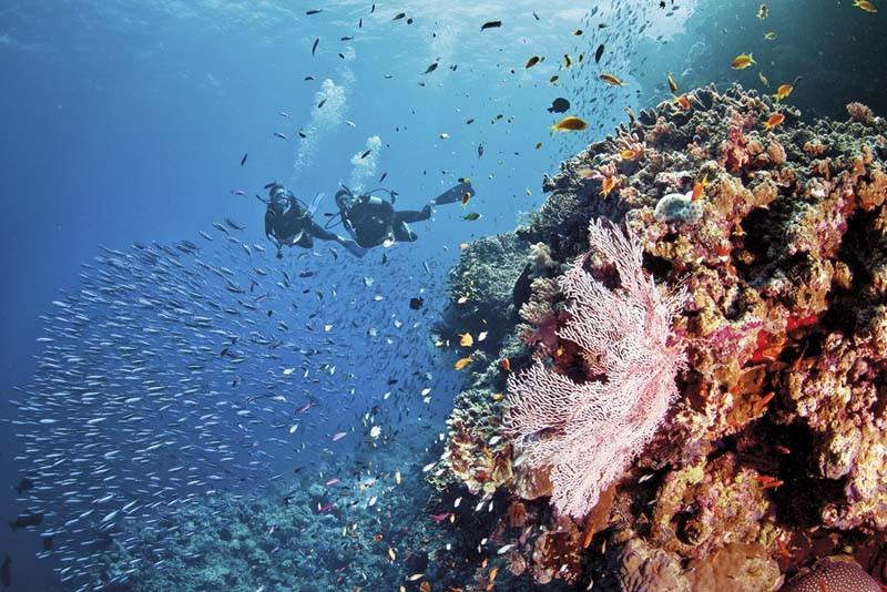 lặn biển ngắm san hô ở maldives