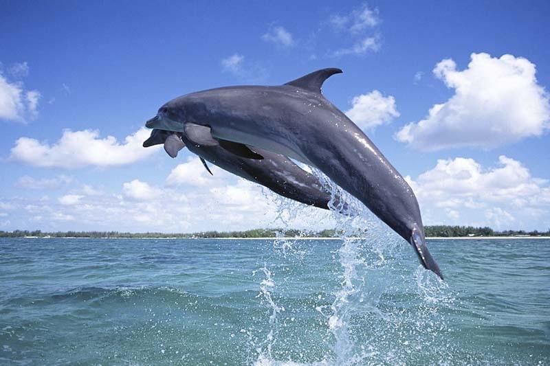 ngăm cá heo tại maldives