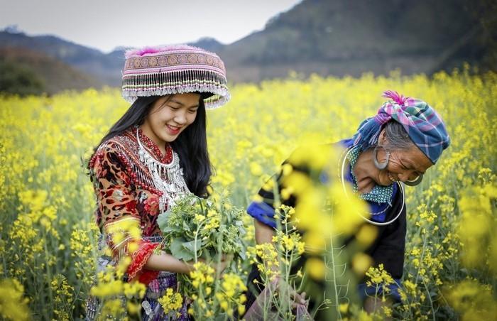 hoa cải vàng mù cang chải