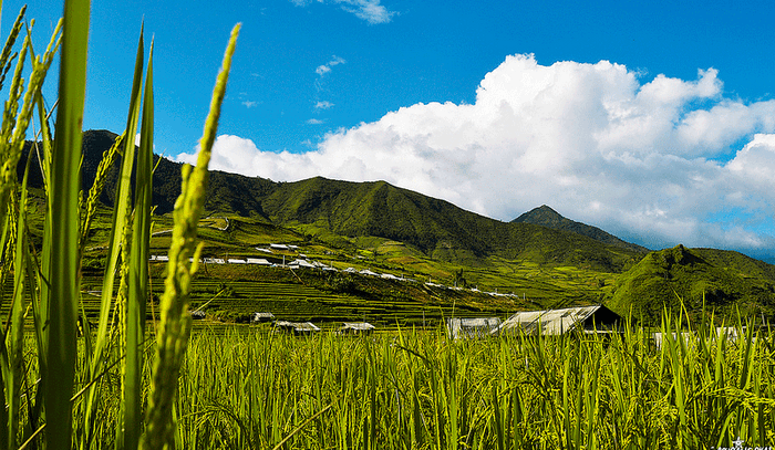 Những ruộng lúa trĩu bông ở Lìm Mông