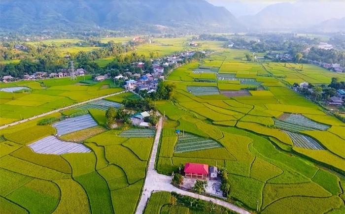 Cánh đồng Mường Lò thị xã Nghĩa Lộ