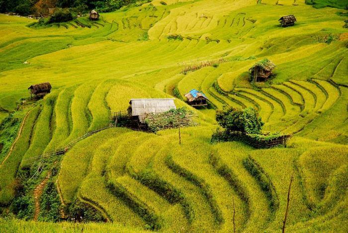 Ruộng bậc thang Chế Cu Nha