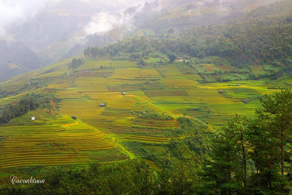 Ruộng bậc thang Chế Cu Nha