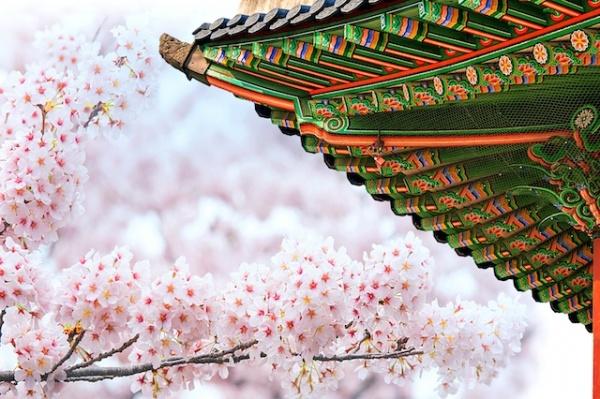 Hoa anh đào Seoul