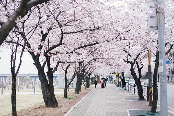 Đảo cát lớn Yeouido, hoa anh đào Seoul Hàn Quốc