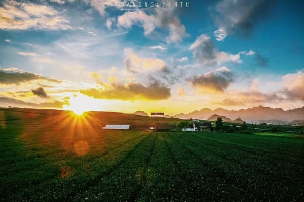 Đồi chè Mộc Châu quyến rũ dưới nắng vàng (ảnh: @thang.nguyentu)