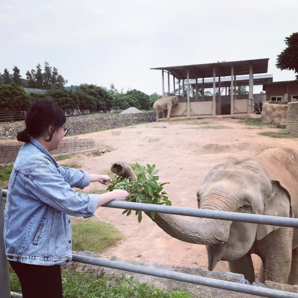 Trải nghiệm đưa thức ăn cho các chú voi hay hươu cao cổ (ảnh: @thuyhien2607)