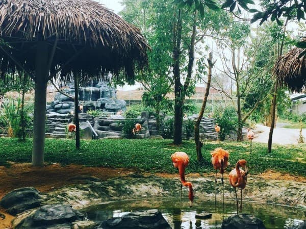 Vườn bách thú Mường Thanh Safari (ảnh: @bot.thao)