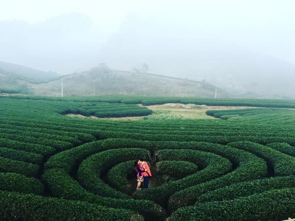 Đồi chè trái tim nổi tiếng ở Mộc Châu (ảnh: @hana.lee9)