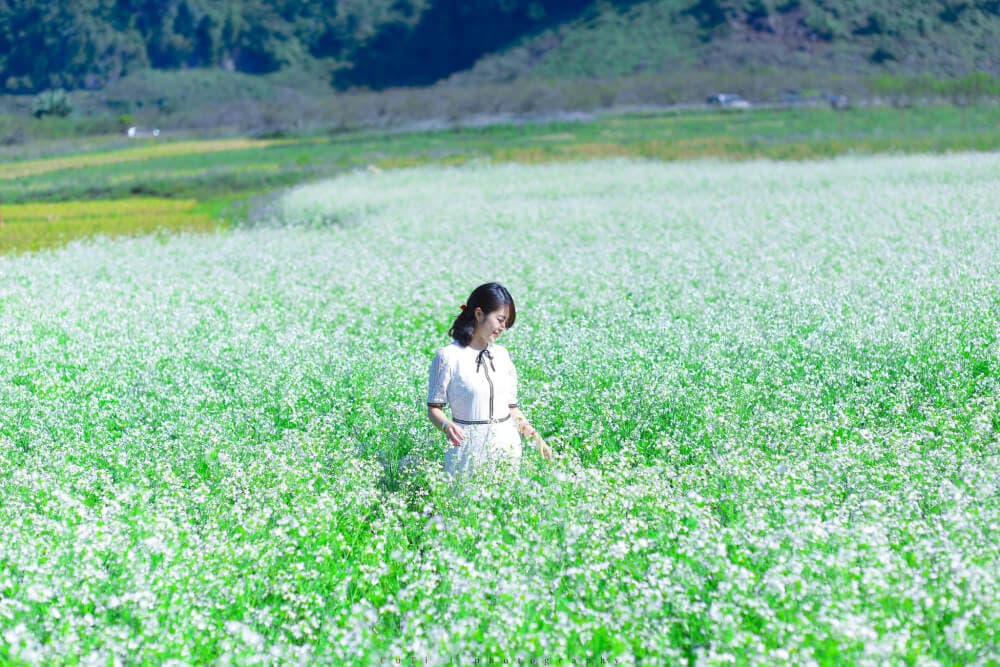 mộc châu mùa hoa cải trắng