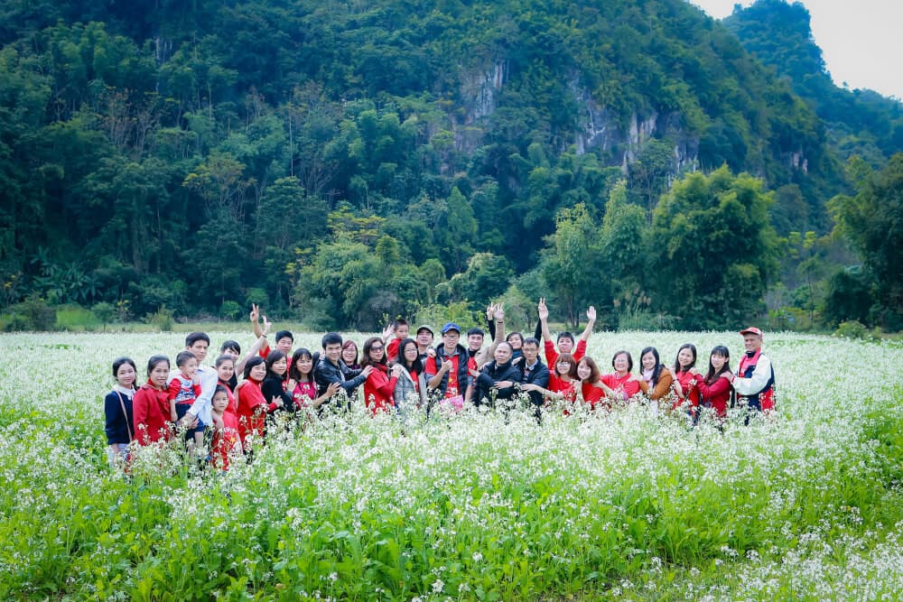 hoa cải trắng mộc châu