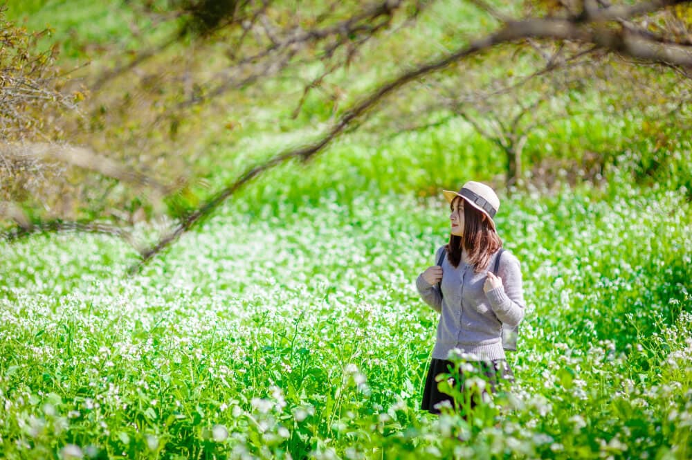 ngắm cải trắng ở Pa Phách