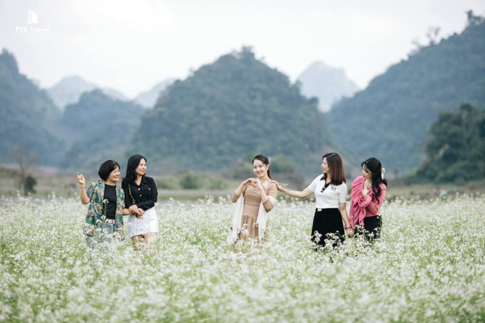 vườn cải mộc châu