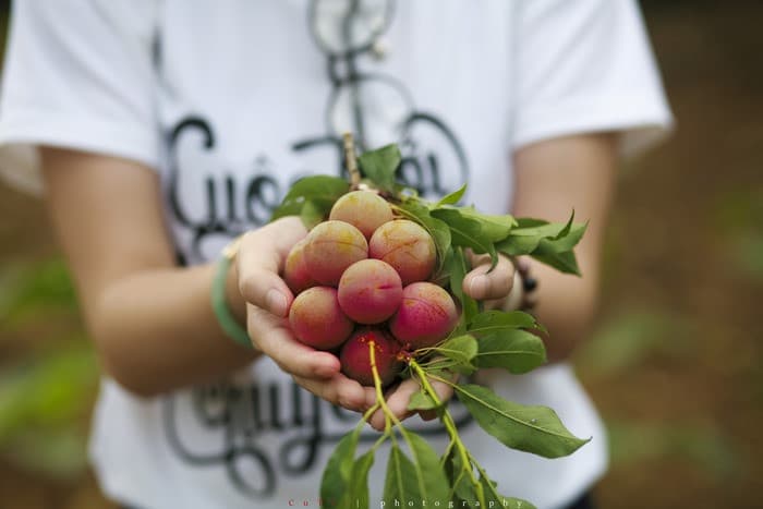 Những vườn mận đầu mùa xanh mát