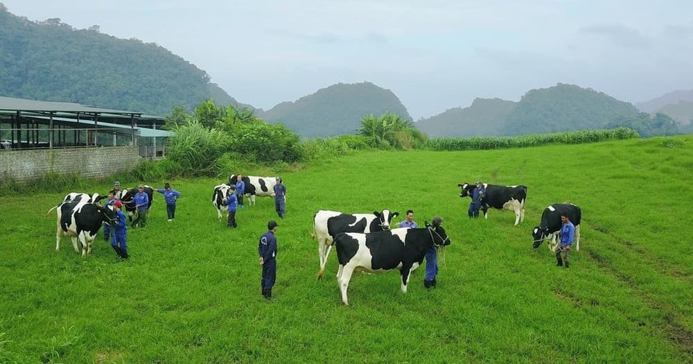 Trang trại bò sữa Mộc Châu