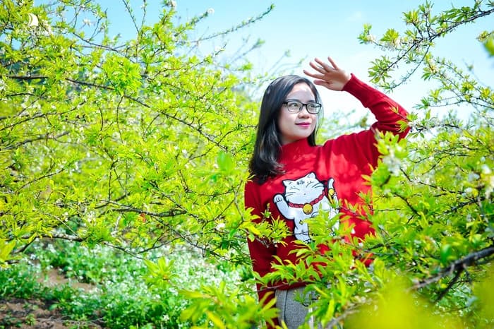 Mùa hoa mơ Mộc Châu, vẻ đẹp mơ màng như bước ra từ cổ tích