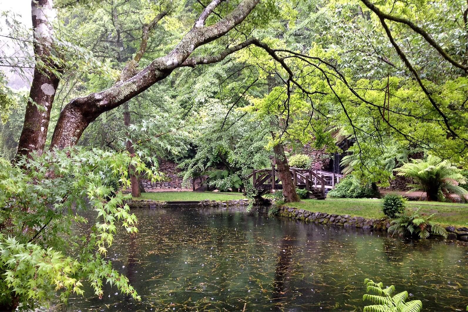 khu rừng Dandenong Ranges