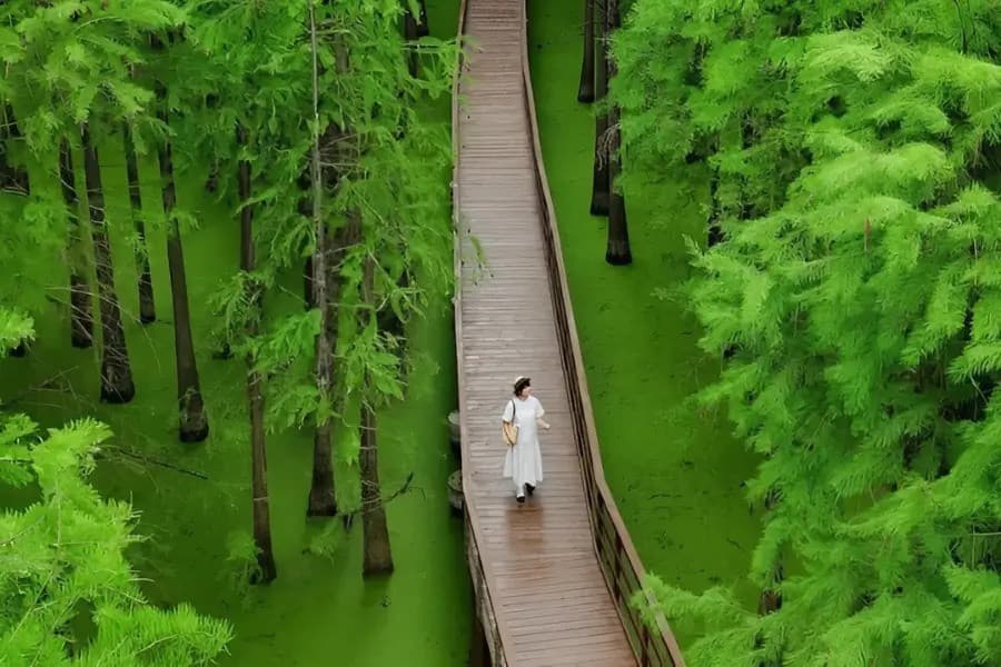 Đầm Lầy Thanh Sơn