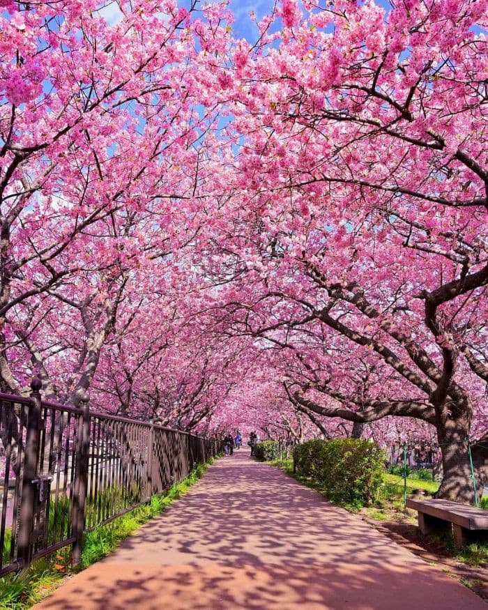 kawazu , tour nhật bản 6 ngày 5 đêm tết nguyên đán