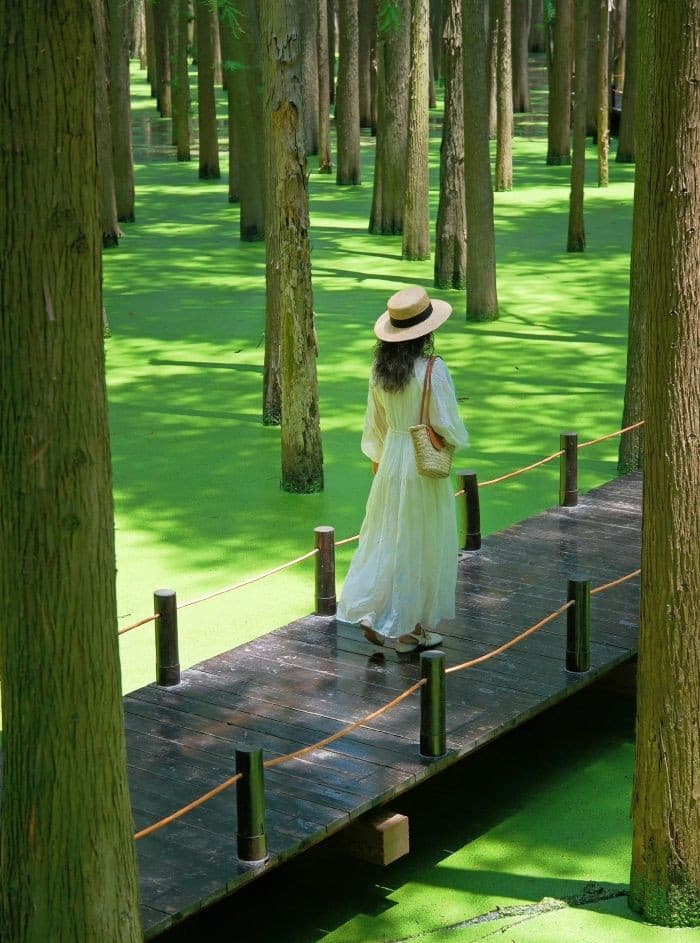 đầm lầy thanh sơn