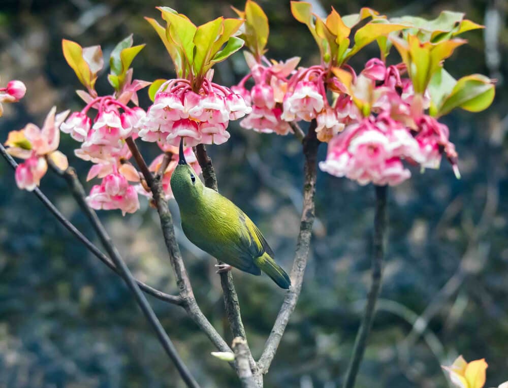 ngắm hoa đào chuông ở đà nẵng
