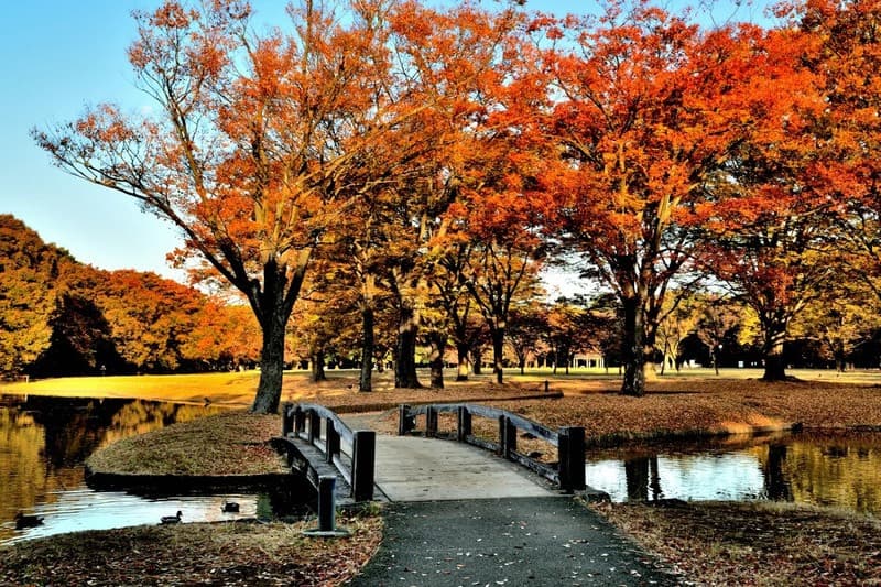 Vẻ đẹp của mùa thu Tokyo