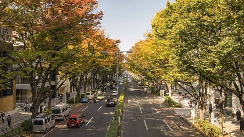 con đường rợp lá vàng ở Omotesando