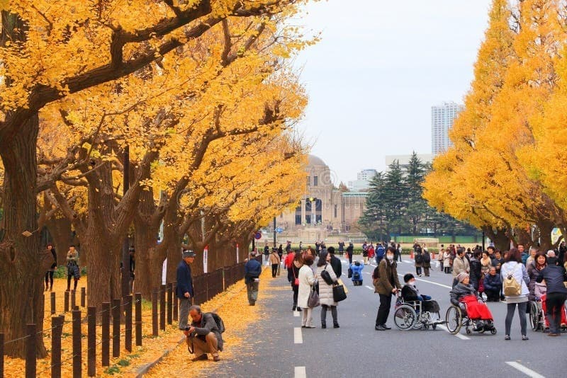 Đại lộ Bạch Quả Icho Namiki